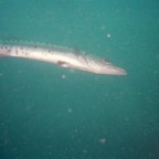 WPB700_014.jpg