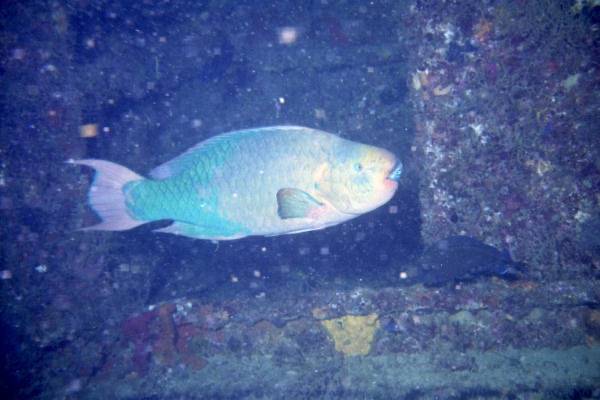 WPB900_002.jpg