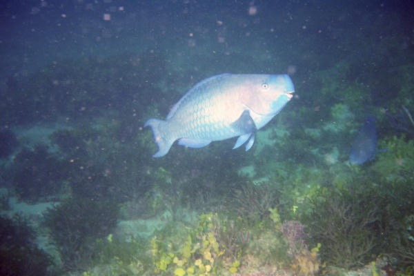 WPB900_007.jpg