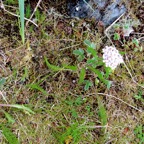 2015-07-01 Alaska 2015 372.jpg