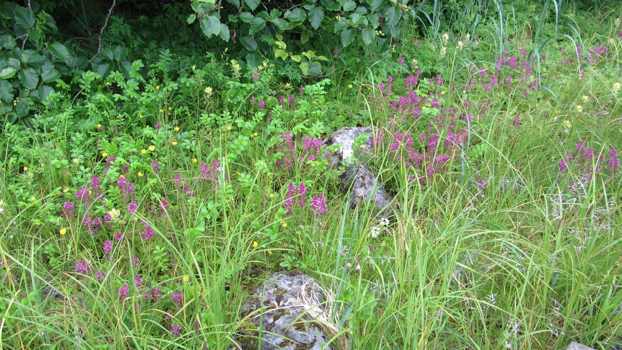 2015-07-01 Alaska 2015 373.jpg