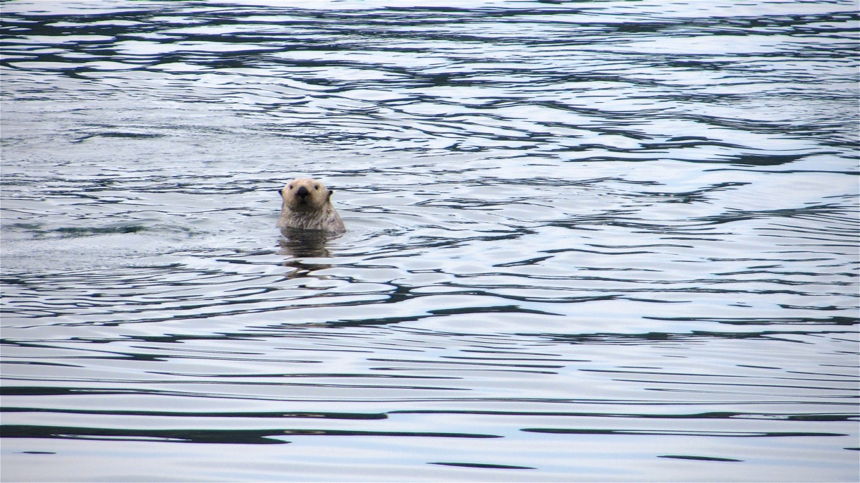 2015-07-01 Alaska 2015 393.jpg