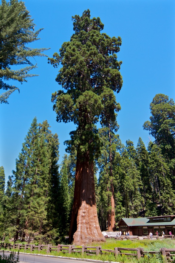 2010-07-23 SequoiaNatPark 028.jpg