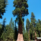 2010-07-23 SequoiaNatPark 029.jpg