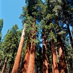 2010-07-23 SequoiaNatPark 044.jpg