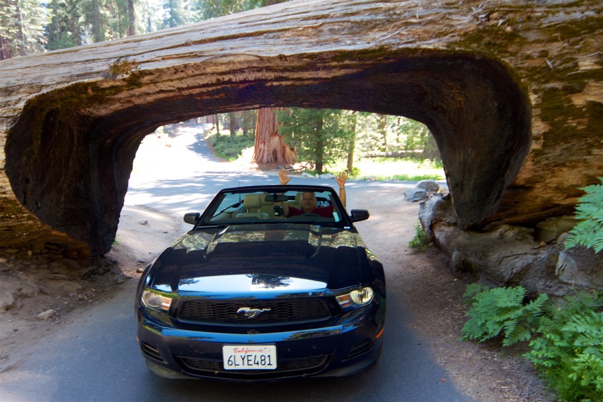 2010-07-23 SequoiaNatPark 059.jpg