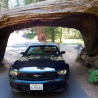 2010-07-23 SequoiaNatPark 059.jpg