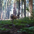 2010-07-23 SequoiaNatPark 071.jpg