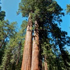 2010-07-23 SequoiaNatPark 140.jpg