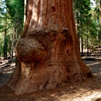 2010-07-23 SequoiaNatPark 153.jpg