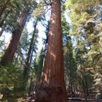 2010-07-23 SequoiaNatPark 154.jpg