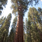 2010-07-23 SequoiaNatPark 157.jpg