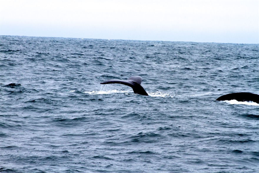 2010-07-30 MontereyWhaleWatch 449.jpg