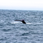 2010-07-30 MontereyWhaleWatch 449.jpg