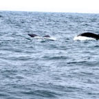 2010-07-30 MontereyWhaleWatch 453.jpg