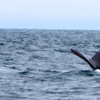 2010-07-30 MontereyWhaleWatch 456.jpg