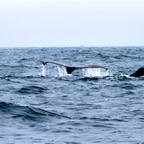 2010-07-30 MontereyWhaleWatch 459.jpg