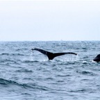 2010-07-30 MontereyWhaleWatch 460.jpg