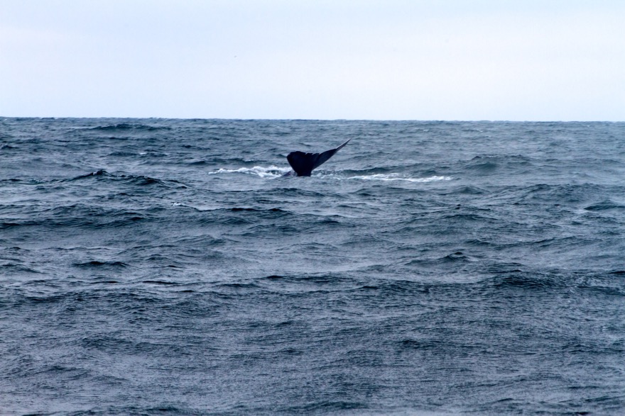 2010-07-30 MontereyWhaleWatch 489.jpg