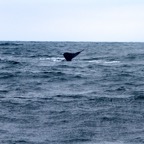 2010-07-30 MontereyWhaleWatch 489.jpg