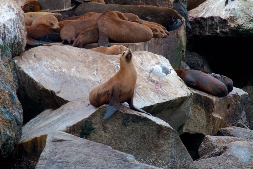 2010-07-30 MontereyWhaleWatch 517.jpg