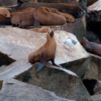 2010-07-30 MontereyWhaleWatch 517.jpg