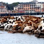 2010-07-30 MontereyWhaleWatch 519.jpg