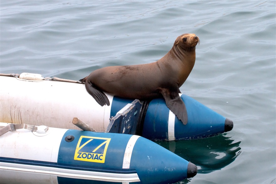 2010-07-30 MontereyWhaleWatch 524.jpg