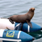 2010-07-30 MontereyWhaleWatch 524.jpg