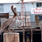 2010-07-30 MontereyWhaleWatch 526.jpg