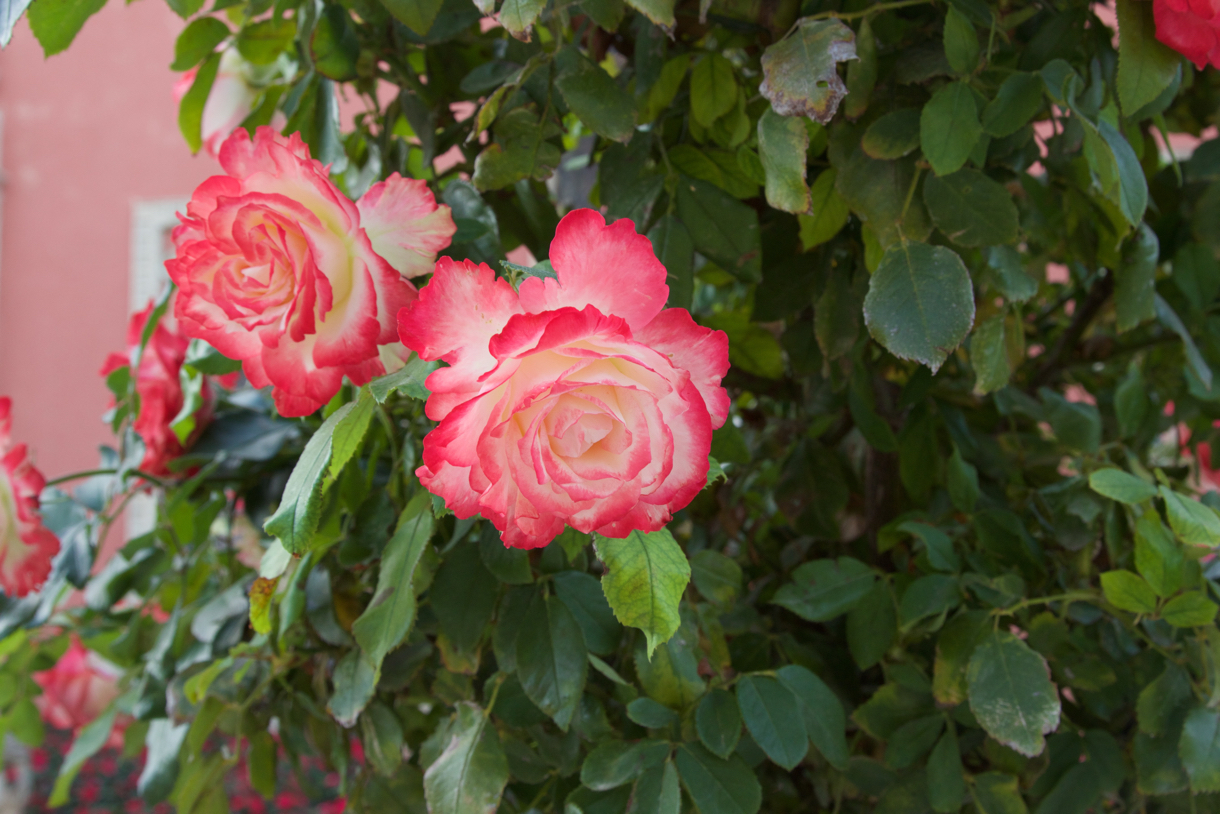2017-10-10 Villa Gardens Ephrussi de Rothschild 11.jpg