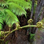 Hawaii2011 1830 2011-07-23.jpg