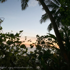 Vineyard_Maldives_Land_2020-7.jpg