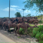 20191005- Salalah Oman 2019 -9.jpg