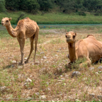 20191006- Salalah Oman 2019 -46.jpg