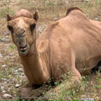 20191006- Salalah Oman 2019 -48.jpg