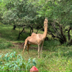 20191006- Salalah Oman 2019 -54.jpg