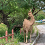 20191006- Salalah Oman 2019 -56.jpg