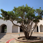 20191006- Salalah Oman 2019 -66.jpg