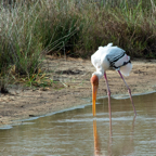 20190316- Wilpattu Sanctuary-109.jpg