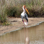 20190316- Wilpattu Sanctuary-118.jpg