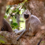 20190316- Wilpattu Sanctuary-13.jpg