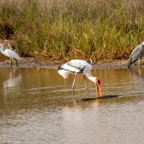 20190316- Wilpattu Sanctuary-142.jpg