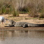 20190316- Wilpattu Sanctuary-157.jpg