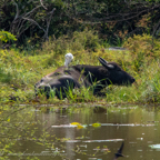 20190316- Wilpattu Sanctuary-17.jpg