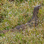 20190316- Wilpattu Sanctuary-178.jpg