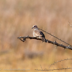 20190316- Wilpattu Sanctuary-185.jpg