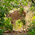 20190316- Wilpattu Sanctuary-2.jpg