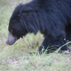 20190316- Wilpattu Sanctuary-233.jpg