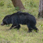 20190316- Wilpattu Sanctuary-238.jpg